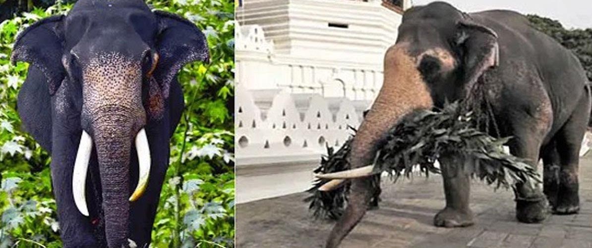 මිල්ලන්ගොඩ පොඩි රාජා මිය යයි මිල්ලන්ගොඩ පොඩි රාජා මිය යයි