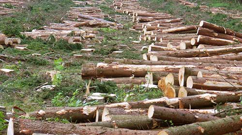 දැව ජාවාරමක යෙදුණු තිදෙනෙකු අත්අඩංගුවට දැව ජාවාරමක යෙදුණු තිදෙනෙකු අත්අඩංගුවට