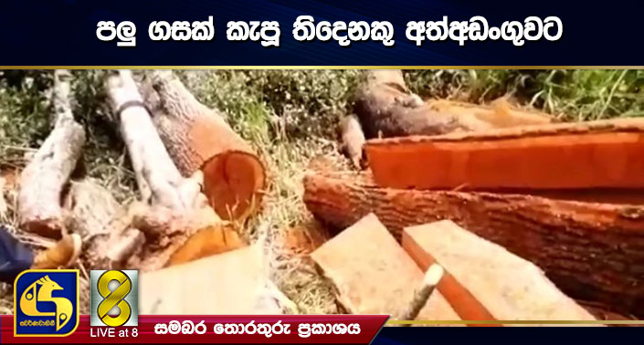 පලු ගසක් කැපූ තිදෙනකු අත්අඩංගුවට පලු ගසක් කැපූ තිදෙනකු අත්අඩංගුවට