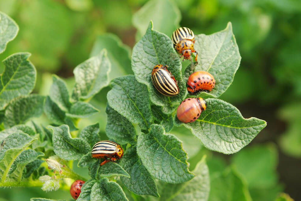 කෘමීන් එලවන්න නව තාක්ෂණයක්